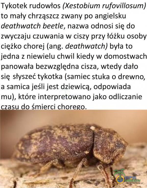  Tykotek rudowłos (Xestobium rufovillosum) to mały chrząszcz zwany po angielsku deathwatch beetle, nazwa odnosi się do zwyczaju czuwania w ciszy przy łóżku osoby ciężko chorej (ang. deathwatch) była to jedna z hiewielu chwil kiedy w...