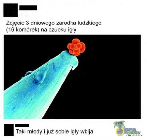 Codziennie tylko śmieszne memy, pasty, gify, suchary i filmy - przeglądaj, komentuj, dodawaj własne!