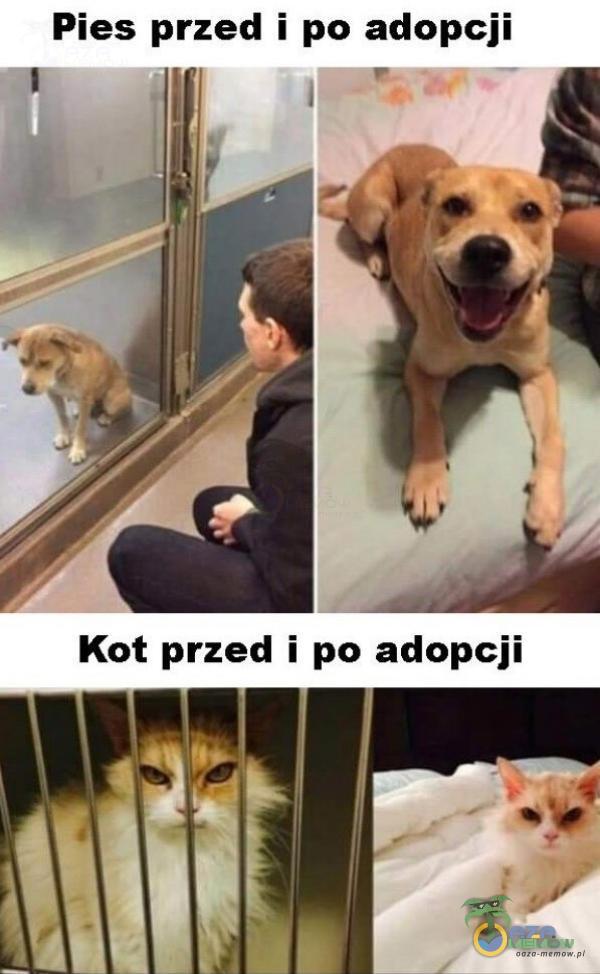Pies przed i po adopcji Kot przed i po adopcji