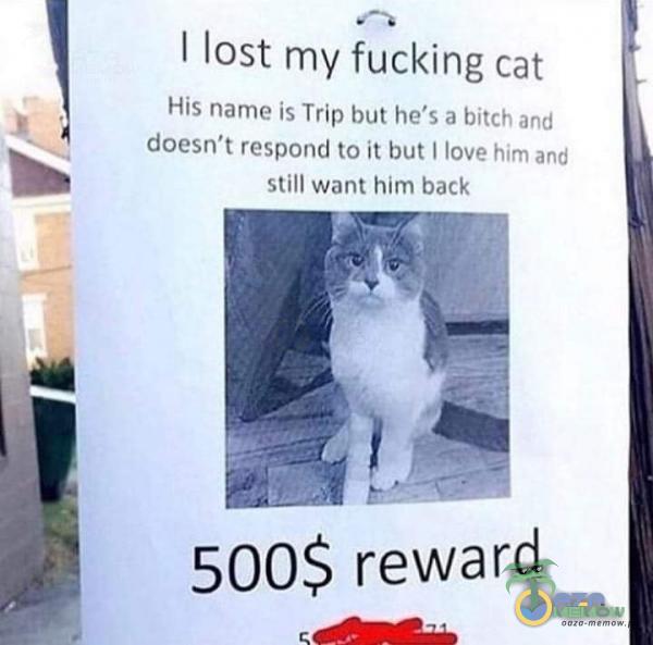 I łost my fuckîng cat His name is Trip but he s a bitch and doesn t respond to ił but I love him and Still want him back 500$ reward