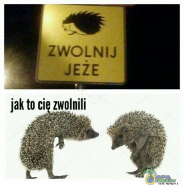 t ZWOLNIJ JEŻE jaktoci zwolnili