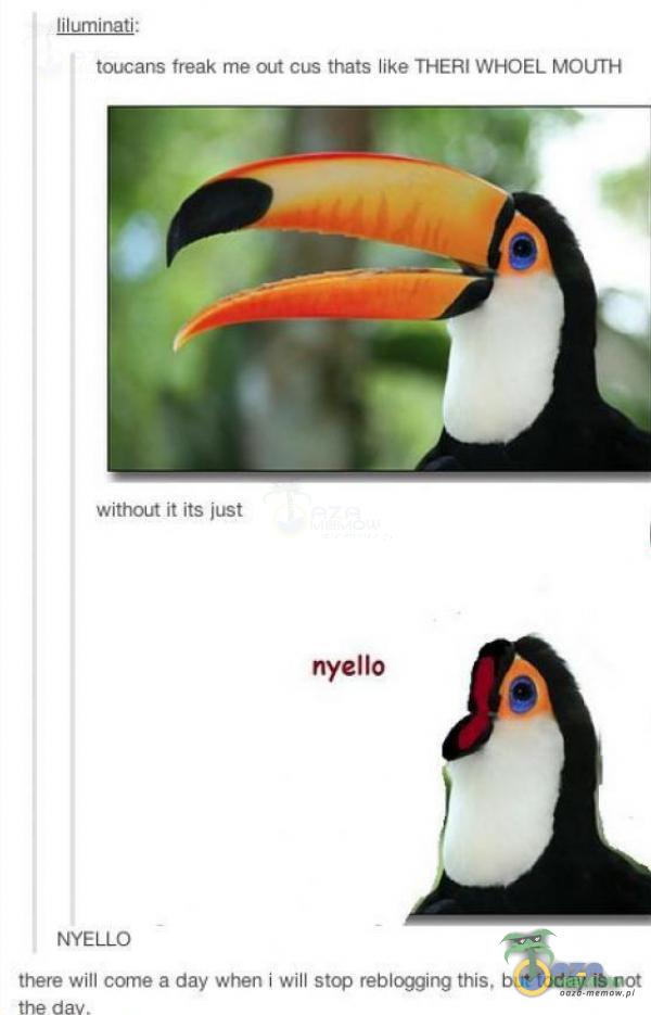 iluminațj: toucans freak me out cus thats like THERI WHOEL MOUTH without ił iłs just NYELLO nyello there will e a day when i will stop reblogging this. but today is not