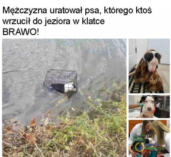 Mężczyzna uratował psa, którego ktoś wrzucił do jeziora w klatce BRAWO!