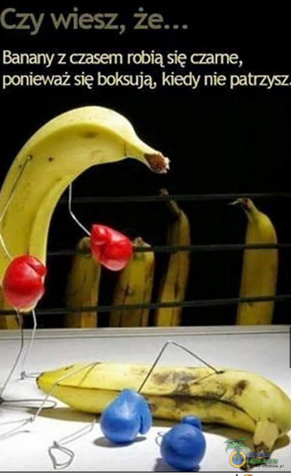 Czy Viesz, ż Banany z aasem robią się aarne, ponieŕvaż się boksują, kiedy nie pa