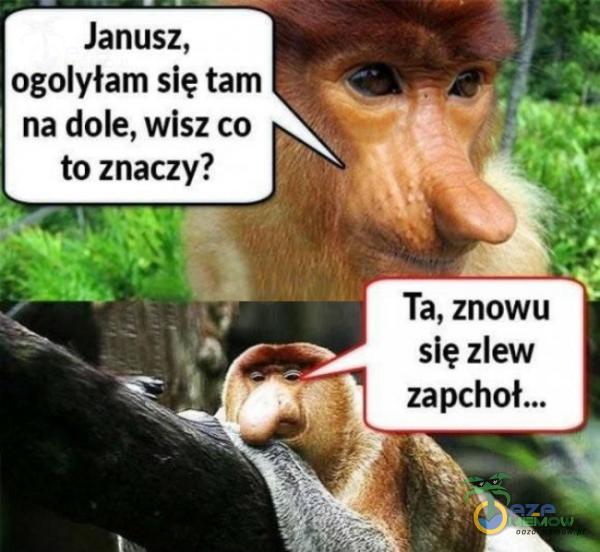 Janusz, ogolyłam się tam U | na dole, wisz co | toznaczy? Ta, znowu się zlew