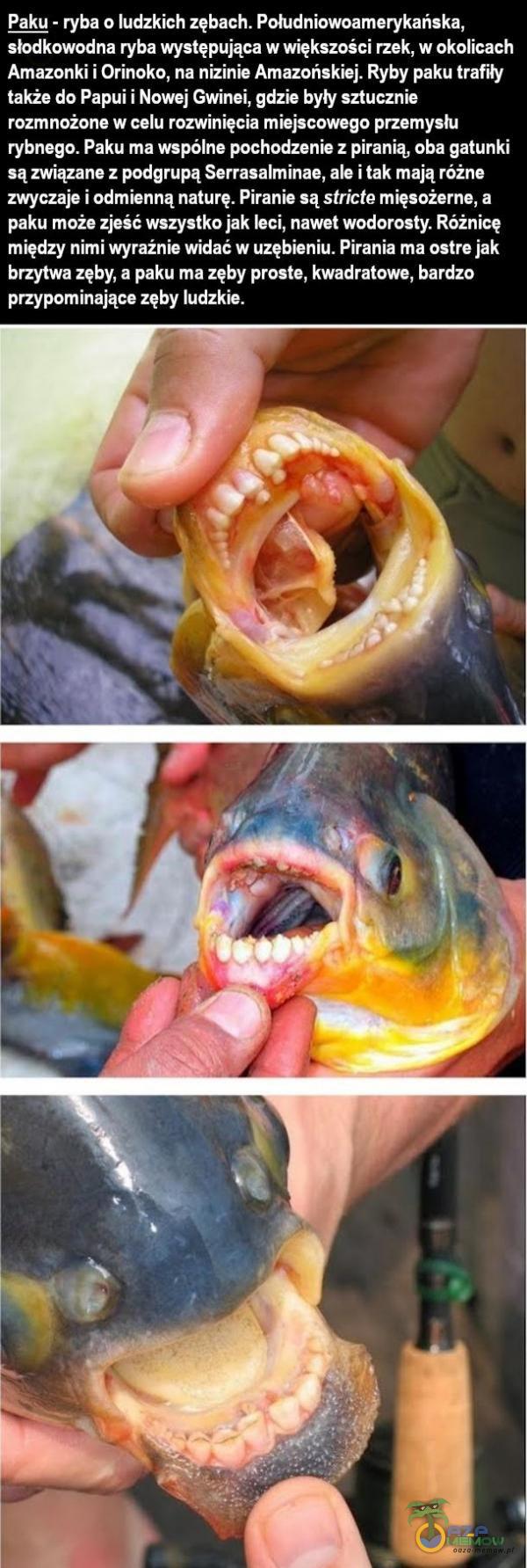   Paku - ryba o ludzkich zębach. Południowoamerykańska, słodkowodna ryba występująca w większości rzek, w okolicach Amazonki i Orinoko, na nizinie Amazońskiej. Ryby paku trafiły także do Papui i Nowej Gwinei, gdzie byty sztucznie...