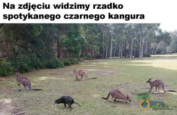 Na zdjęciu widzimy rzadko spotykanego czarnego kangura