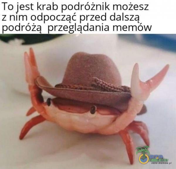 To jest krab podróżnik możesz z nłm odpocząć przed dalszą podróżą przeglądania memów