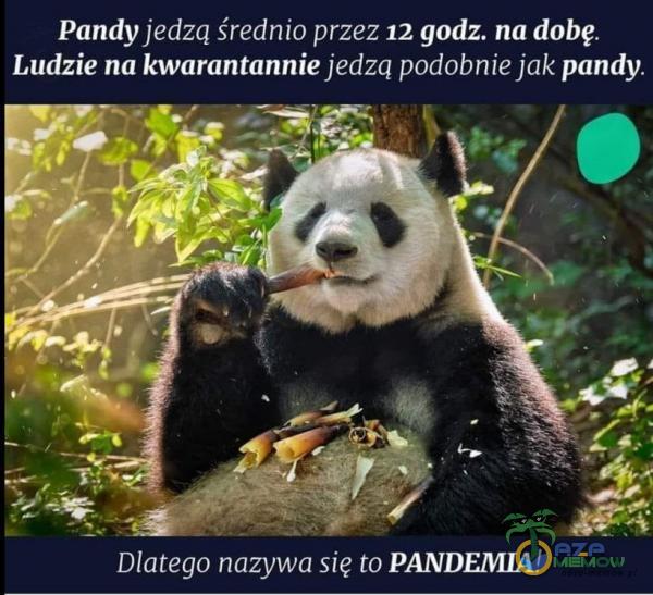 Pandy jedzą średnio przez 12 godz, na dobę. Ludzie na kwarantannie jedzą podobnie jak pandy. WE nazywa się to PANDEMIA!