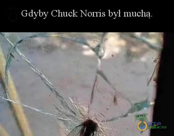 Gdyby Chuck Noris byl muchą,