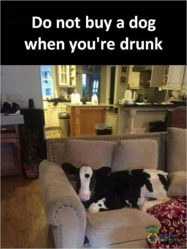 Do not buy a dog when youlre drunk