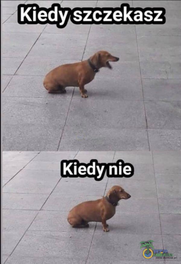 | Kiedy, szczekasz << e