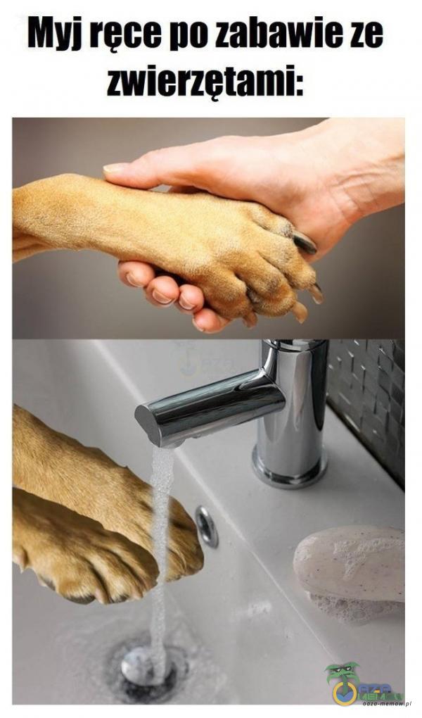 Myi ręce no zabawie ze zwierzętami:
