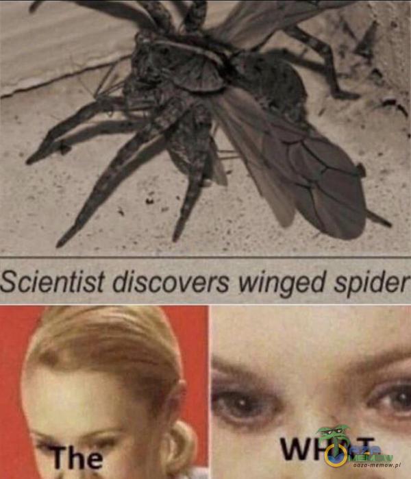 Scientist discovers winged spider frhŕ ś) WHAT