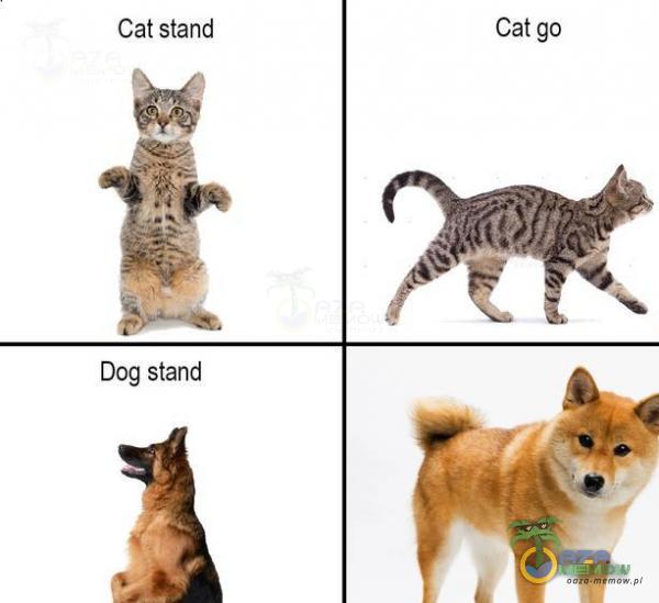 Cat stand Cat go