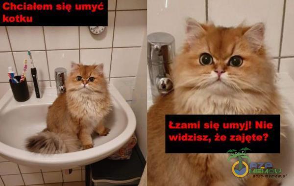 Chciałem się umyć kotku Łzami się umyj! Nie widzisz, że zajęte?