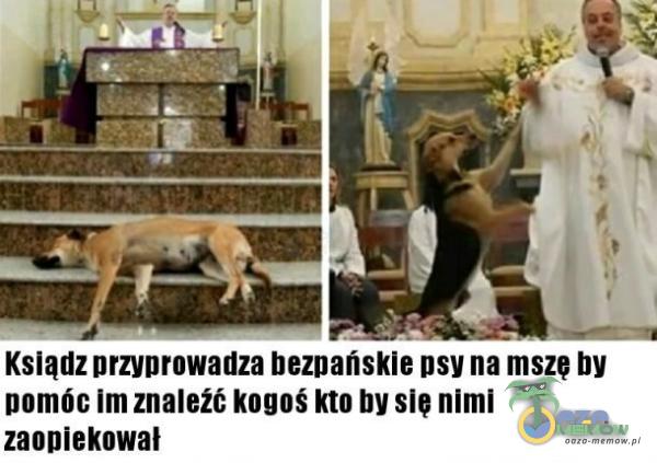 = * Ksiądz przynrowadźża bezpańskie psy na mszę by pomóc im znaleźć kogoś kto hy się nimi zaopiekawał