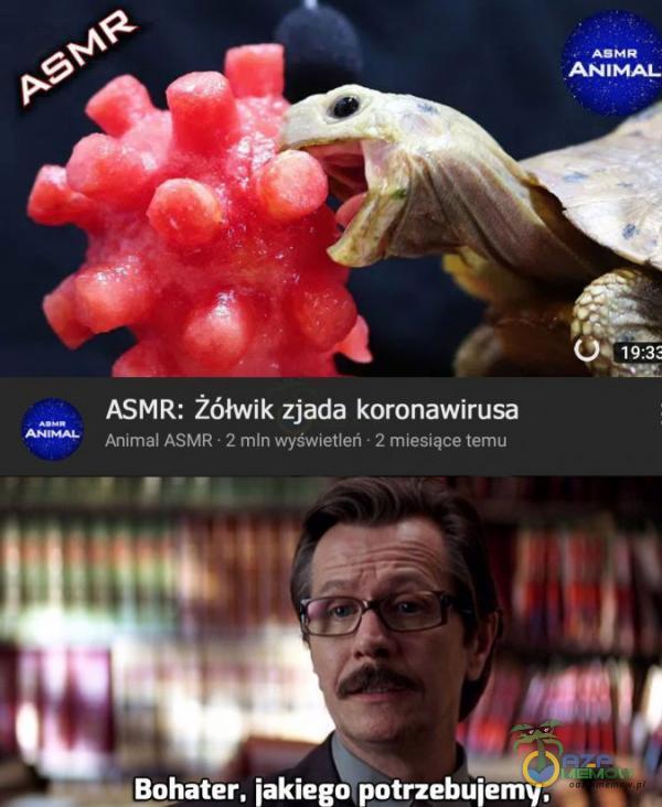 AM M AN a) ANIMAL p ASMR: żółwik zjada koronawirusa LUKE ECONO wwjciui DOM Bohater, jakiegoipotrzebujemy,* =.