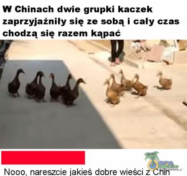 W Chinach dwie grupki kaczek zaprzyjaźniły się ze sobą i cały czas chodzą się razem kąpać Nocdo, nareszcie jakieś dobre wieści z Chiń