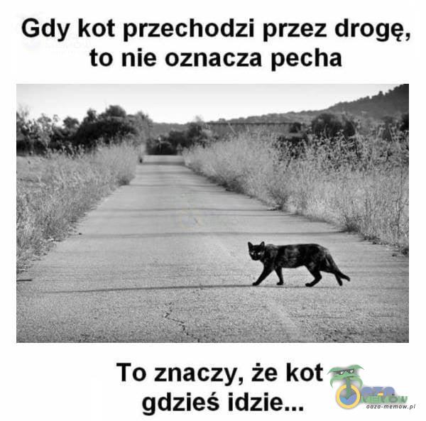 Gdy kot przechodzi przez drogę, to nie oznacza pecha To znaczy, że kot gdzieś