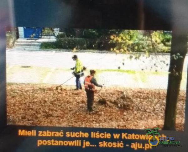 suche liście w Katowicach postanowili je„. Skosić - ł