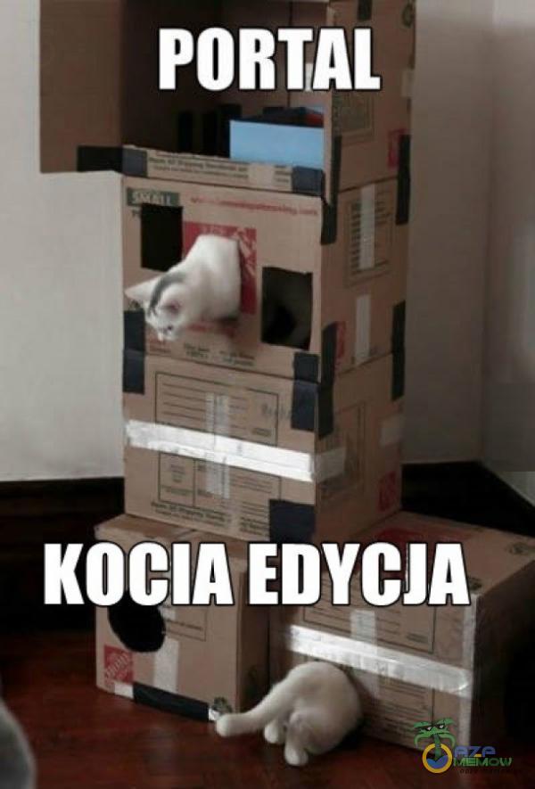 PORTAL KOCIA EDYCJA