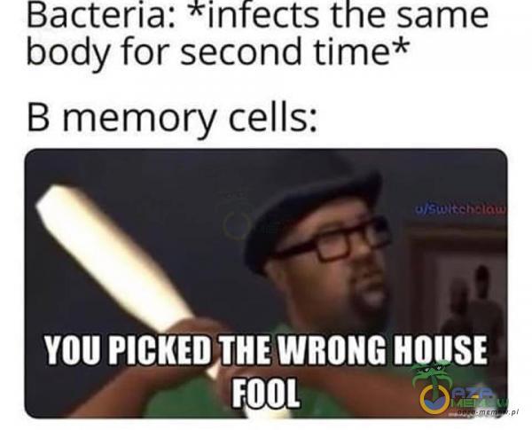 Bacteria: *infects the same body for second time* B memory cells: YOU PICKEDdTHE WRONG HOUSE FOOL