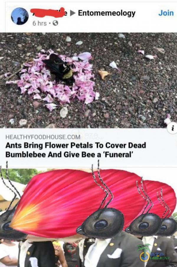 Ants Bring. Flower Petals To Cover Dead Sumhblebee And Give Bee a Funeral