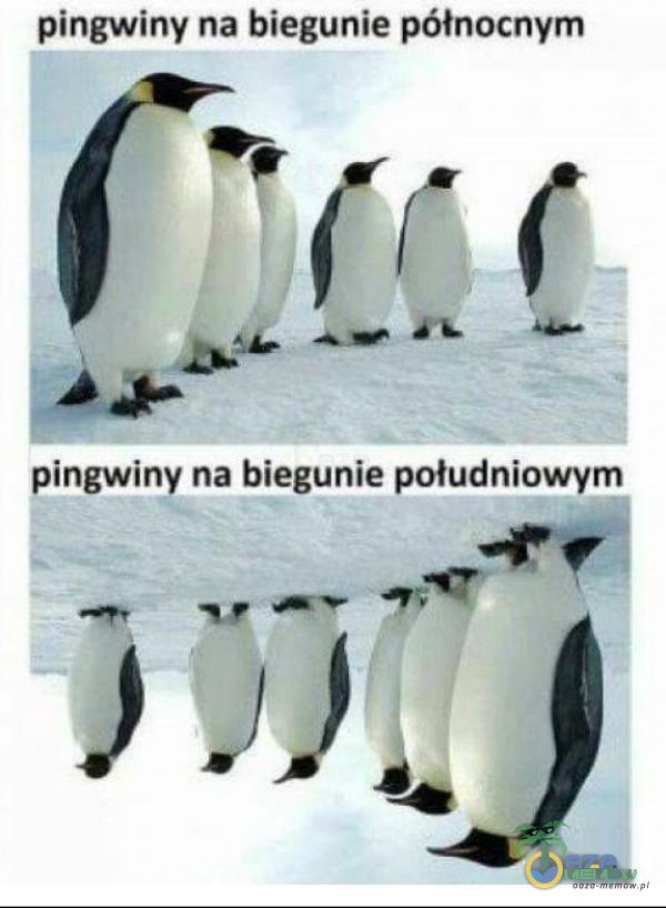 pingwiny na biegunie północnym pingwiny na biegunie południowym