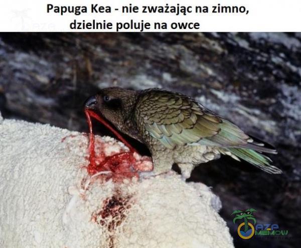 Papuga Kea - nie zważając na zimno, dzielnie poluje na owce