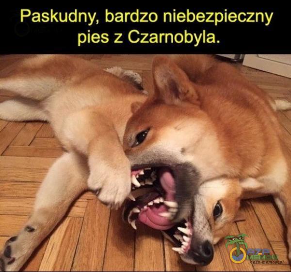 Paskudny, bardzo niebezpieczny pies z Czarnobyla.
