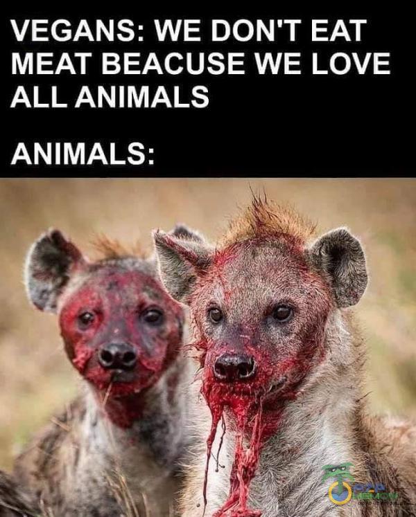 VEGANS•. WE DON T EAT MEAT BEACUSE WE LOVE ALL ANIMALS ANIMALS: