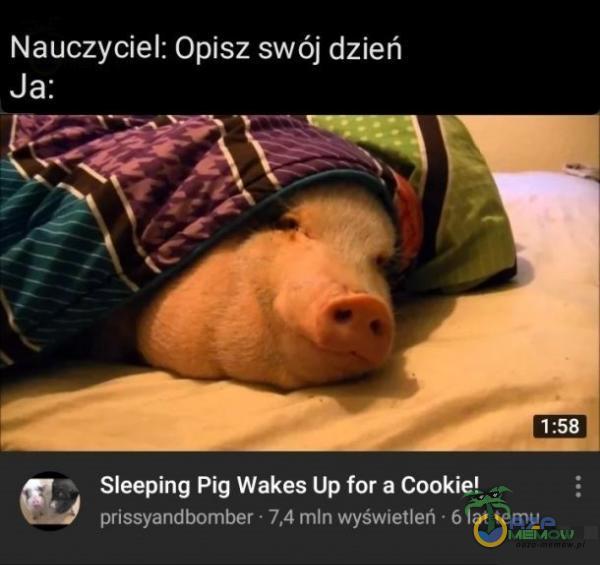 Nauczyciel: Opisz swój dzień Ja: Sleeping Pig Wakes Up for a Cookie! prissyandbomber • 7,4 mln wyświetleń • 6 lat temu