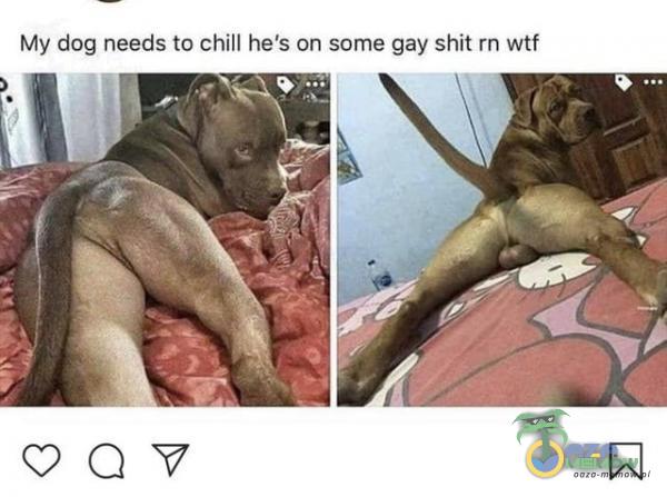 My dag ńeścs to chill he s gń:some gay shit m wif