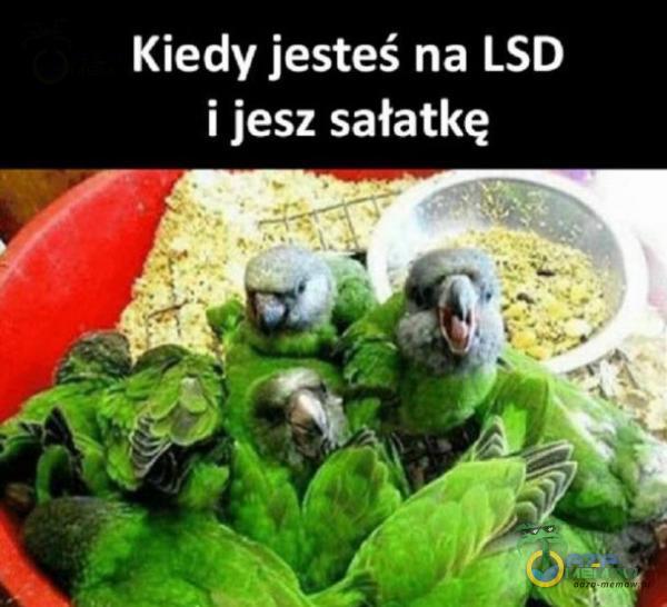 Kiedy jesteś na LSD i jesz sałatkę
