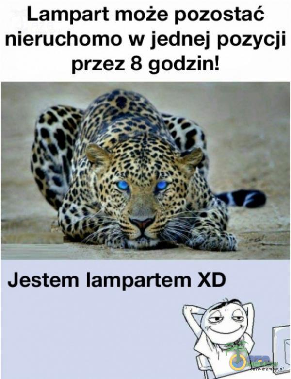 Lampart może pozostać nieruchomo w jednej pozycji przez 8 godzin! Jestem lampartem XD RU