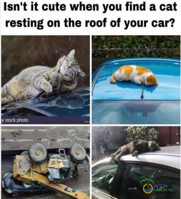 Isn t ił cute when you find a cat resting on the roof of your car? y Stock Photo