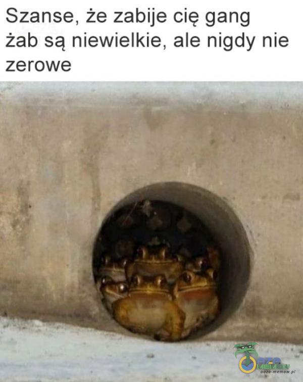 Szanse, że zabije cię gang żab są niewielkie, ale nigdy nie zerowe