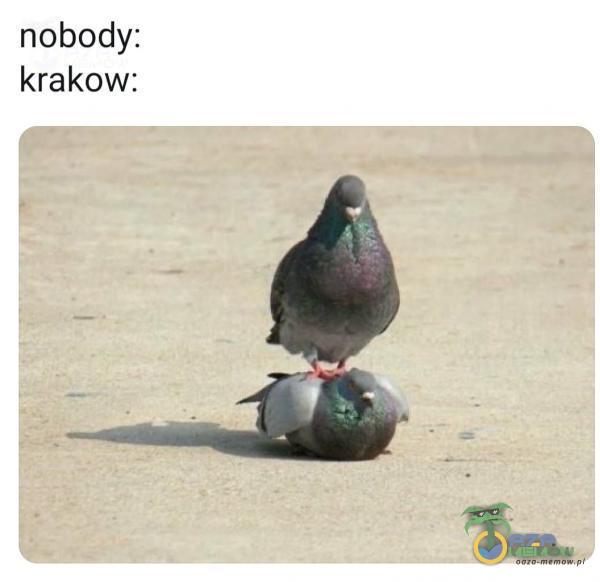nobody: krakow:
