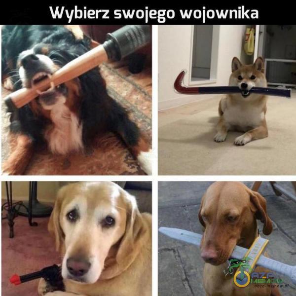 Wybierz swojego wojownika