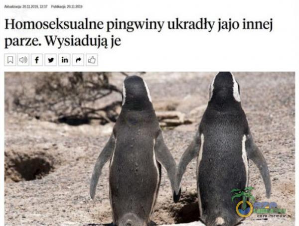 Homoseksualne pingwiny ukradły jajo innej parze. Wysładuja je Fr