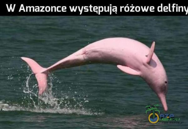 W Amazonce występują różowe delfiny