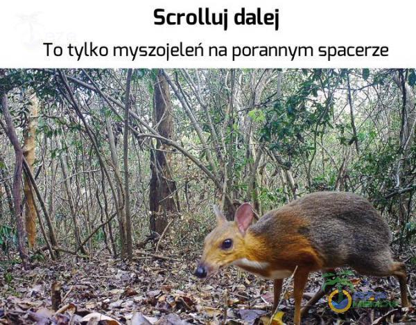 Scrolluj dalej To tylko myszojeleń na porannym spacerze