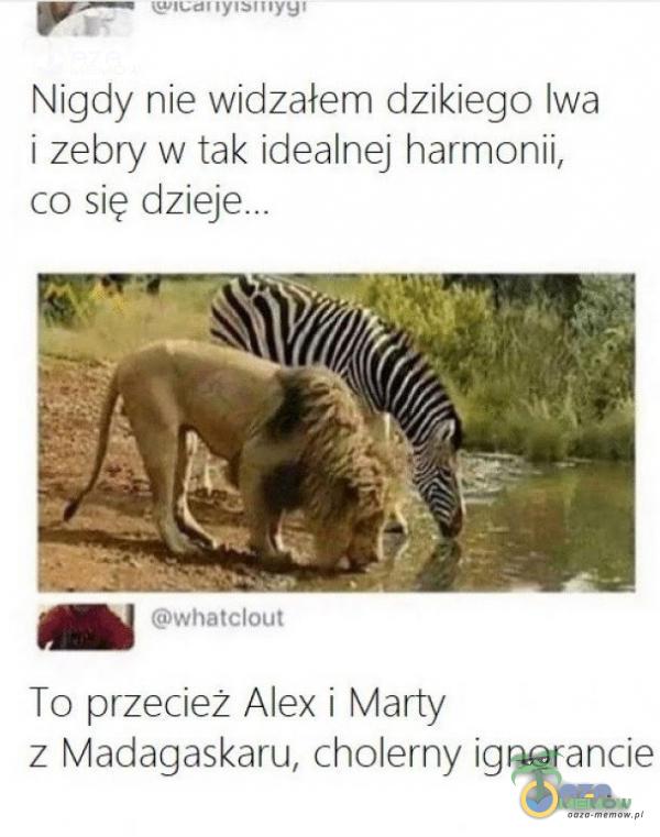 Nigdy nie widzałem dzikiego lwa i zebry w tak idealnej harmonii, co się whatclout To przeciež Alex i Marty z Madagaskaru, cholerny ignorancie