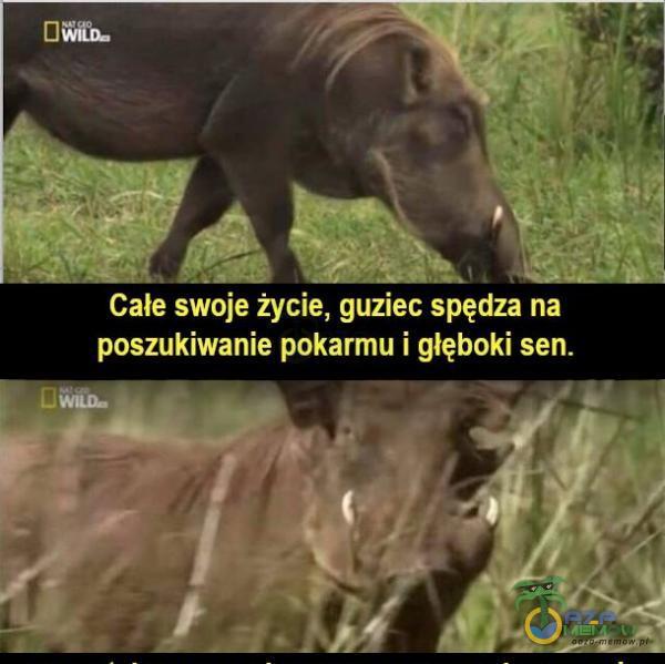 Całe swoje życie, guziec spędza na poszukiwanie pokarmu i głęboki sen.