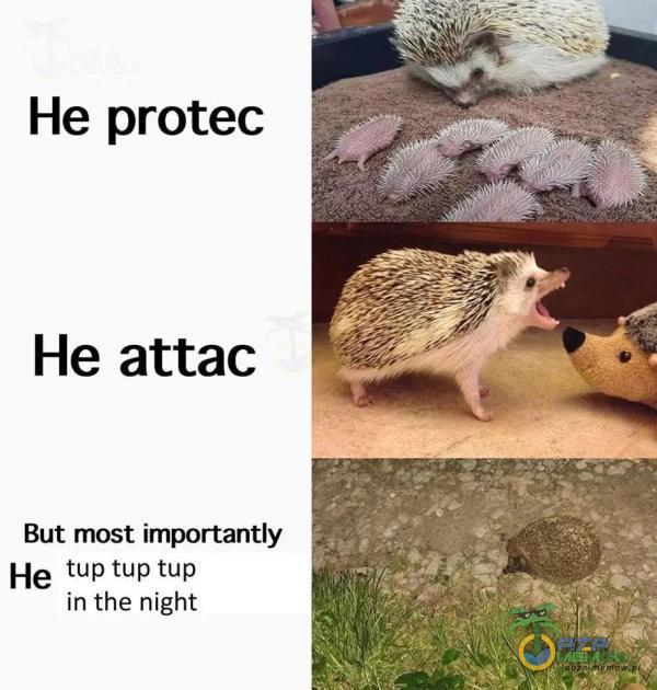 He protec He attac But most importantly tup tup tup in the night