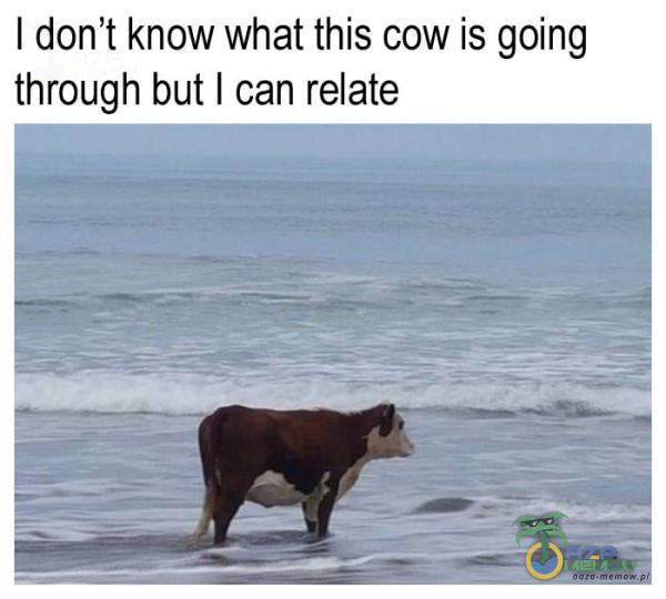 I don t know What this cow is going through but I can relate