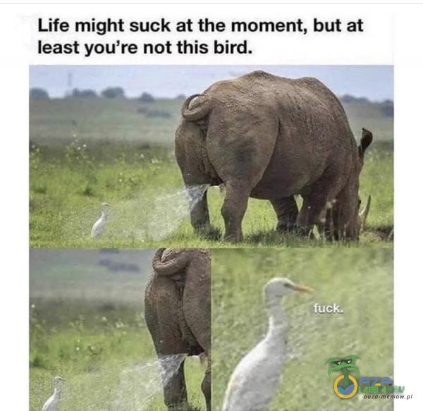 Life might suck at the moment, but at least you re not this bird.