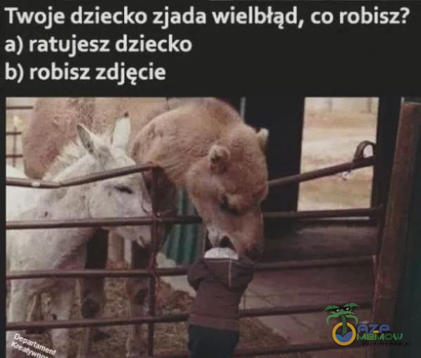 Twoje dziecko zjada wielbłąd, co robisz? a) ratujesz dziecko b) robisz zdjęcie