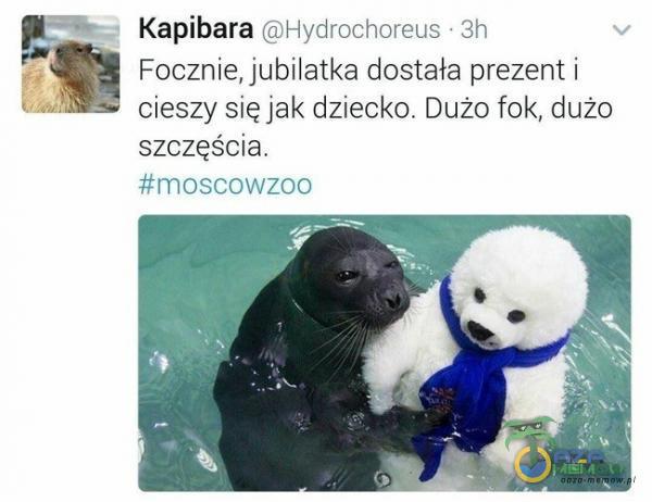 „=__Kapibara Ohvdrochorens Sli 1 Focznie, jubilatka dostała prezent i cieszy się jak dziecko. Dużo fok, duże szczęścia. EMOSDOWZKŃI